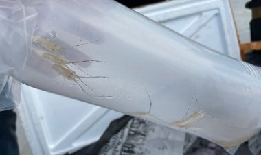 Bea Cukai Batam Gagalkan Penyelundupan Benih Baby Lobster Senilai Rp 9 Miliar