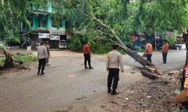 Respon cepat Bhabinkamtibmas Sei Jodoh eksekusi pohon tumbang yang menutup badan jalan