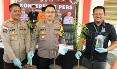 Tanam Pohon Ganja, Pelaku Ditangkap oleh Satres Narkoba Polres Bintan