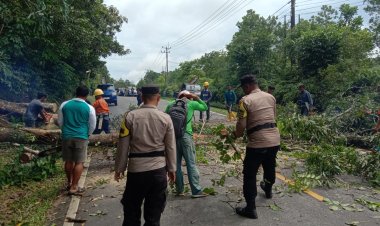 Cekatan, Polsek Gunung Kijang Polres Bintan Singkirkan Pohon Tumbang Yang Menghalangi Lalulintas Jalan Raya