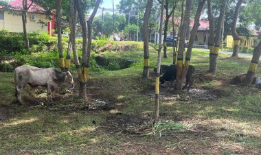 IRJEN POL YAN FITRI QURBAN 34 EKOR SAPI UNTUK MASYARAKAT KOTA BATAM