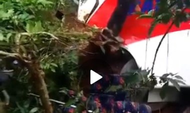 Tragedi di Lampung Barat: Kecelakaan Maut Renggut Nyawa