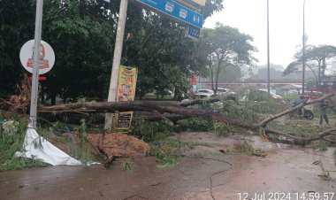 Gerak Cepat, Bhabinkamtibmas Polsek Sekupang Bersama Warga Evakuasi Pohon Tumbang