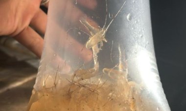 Bea Cukai Batam Gagalkan Penyelundupan Benih Lobster   dengan Potensi Kerugian Negara 90 Miliar Rupiah