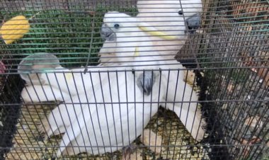 Satreskrim Polres Bintan Gagalkan Penyelundupan Satwa Burung Yang Dilindungi