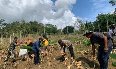 Brigadir Sukoy De Komar Panen Jagung