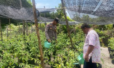 Bripda Jonathan Sianturi Giat Dorong Perkebunan Tomat