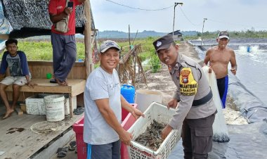 Briptu Paradis Adytya Saydi Panen Udang Vaname Budidaya Tambak Air Tawar