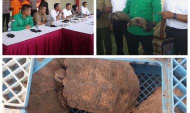 Penangkapan 10 Ekor Kura-Kura Darat Dilindungi di Batam, Rencana Diselundupkan ke Luar Negeri