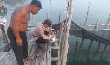 BRIPTU Josua Pasaribu Terus Mendorong Budidaya Ikan Kerapu