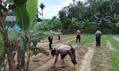 IPTU Henry Gunawan Lakukan Penyemaian Bibit Jagung di Perkebunan Polres Lingga