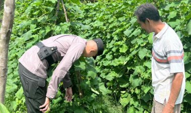 Bripda Arif Maulana Gerakan Ketahanan Pangan Perkebunan Timun