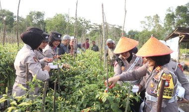 Polres Karimun Panen Cabai di Lahan Ketahanan Pangan Polsek Meral