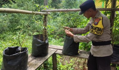 BRIPTU Ahmad Nurhidayat Giatkan Tanam Cabe Media Tanam Polybag.