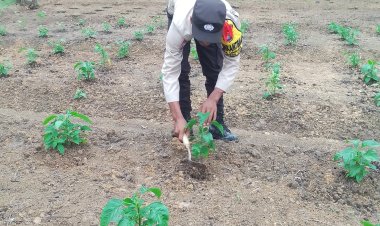 Brigadir Ivan Safiin Penggerak Ketahanan Pangan Perkebunan Cabe Rawit