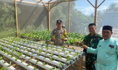 Brigadir Steven Silap, S.H., Bersama Babinsa dan Pemda Persing Panen Sawi Hidroponik