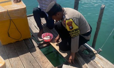 Brigadir Diar Anggara Putra Beri Pakan Ikan Karang Budidaya Keramba