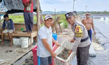 Briptu Paradis Adytya Saydi Panen Udang Vaname Budidaya Tambak Air Tawar