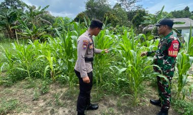 Bripda Qeis Maula Huda Gerakan Ketahanan Pangan Perkebunan Jagung