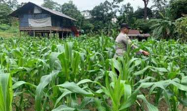Brigpol Sukoy De Komar Gerakan Ketahanan Pangan Perkebunan Jagung
