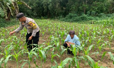 Brigpol Sukoy De Komar Bangkitkan Ketahanan Pangan lewat Perkebunan Jagung