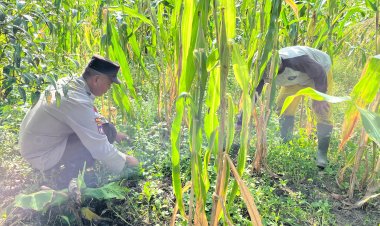 Bripka Yoyok Darsono dan Briptu Eko Daryonto Gerakan Ketahanan Pangan Perkebunan Jagung