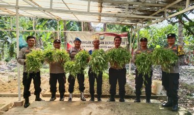 Mewujudkan Asta Cita Presiden: Polsek Sagulung Sukses Panen Sayur dan Dorong Ketahanan Pangan