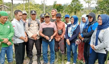 Brigadir Khatib Maal Abrar, Bersama Pemerintah Desa Batu Kacang dan Poktan Panen Jagung