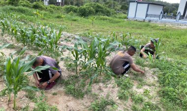 Personel Polres Lingga Melakukan Perawatan Tanaman Jagung Jenis Paragon di Kebun Ketahanan Pangan