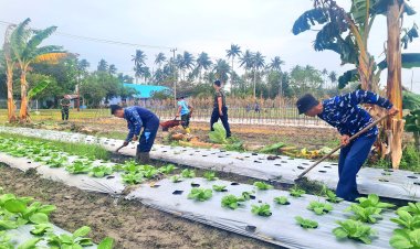 Lanud Raden Sadjad Natuna Bersama Masyarakat Terus Kembangkan Perkebunan Ketahanan Pangan di RSA Farm