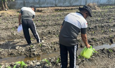 AKP Mayson Syafri bersama Personel Polsek Daik Lingga Lakukan Perawatan Rutin Tanaman Jagung