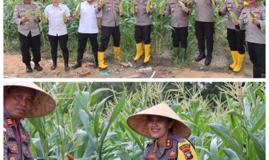Polres Bintan Panen Raya Jagung Manis, Dukung Ketahanan Pangan