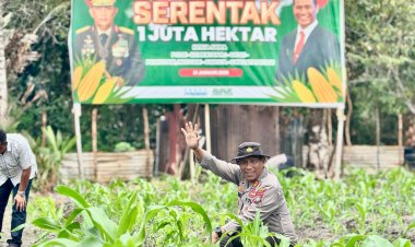 AKP Mayson Safri Berikan Pupuk NPK Tahap 2 Untuk Tanaman Jagung Usia 30 Hari Dukung Program Asta Cita