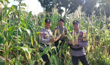Polsek Belakang Padang Panen Jagung di Bulan Ramadhan, Dukung Ketahanan Pangan dan Kesejahteraan Warga