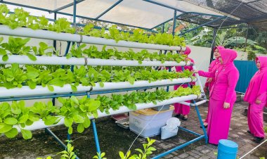Polsek Bengkong akan Panen 3 Sayuran dari Teknik Hidroponik di Kebun P2L untuk Dukung Ketahanan Pangan