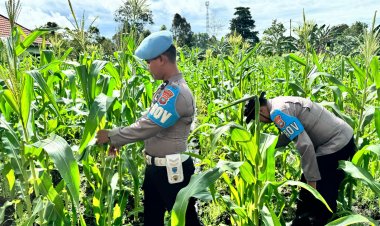 AKP Mayson Syafri Tebar Pupuk NPK, Rawat Tanaman Jagung untuk Panen Maksimal