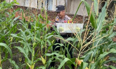 POLSEK SEKUPANG PANEN JAGUNG: WUJUD KETAHANAN PANGAN DAN KEBERSAMAAN