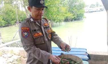 Polsek Batu Ampar Dukung Ketahanan Pangan: Bhabinkamtibmas Pantau Pemanenan dan Ajak Warga Manfaatkan Lahan Kosong