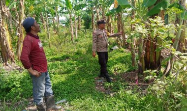 Sinergi Polri dan Masyarakat: Polsek Batu Ampar Gencarkan Program Ketahanan Pangan