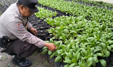Bhabinkamtibmas Taman Baloi Tanam Cabai dan Sawi, Dorong Ketahanan Pangan Warga