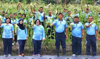 Panen Jagung di Lanud RSA Natuna: Dari Prajurit untuk Kemandirian Pangan Nasional