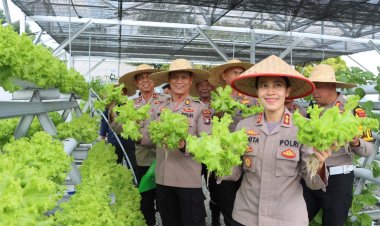 Polres Bintan Panen Raya Sayur Hidroponik, Dukung Ketahanan Pangan