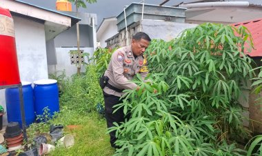 Bhabinkamtibmas Dukung Ketahanan Pangan, Panen Sayur Di Kampung Pelita Wujud Asta Cita Presiden RI