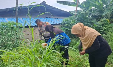 Bhabinkamtibmas Dukung Ketahanan Pangan, Panen Sayur Di Kampung Pelita Wujud Asta Cita Presiden RI