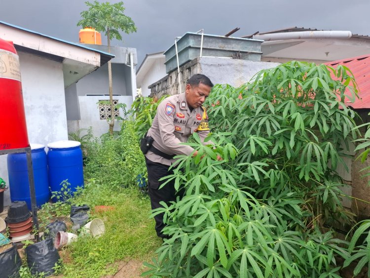 Bhabinkamtibmas Dukung Ketahanan Pangan, Panen Sayur Di Kampung Pelita Wujud Asta Cita Presiden RI
