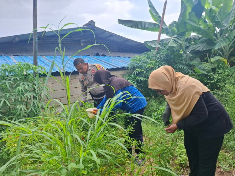 Bhabinkamtibmas Dukung Ketahanan Pangan, Panen Sayur Di Kampung Pelita Wujud Asta Cita Presiden RI