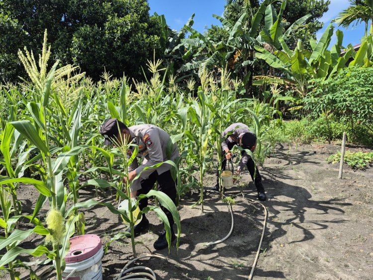 Kegiatan Rutin Polsek Daik Lingga Rawat Lahan Jagung 5.000 m², Dukung Program Pangan Merah Putih