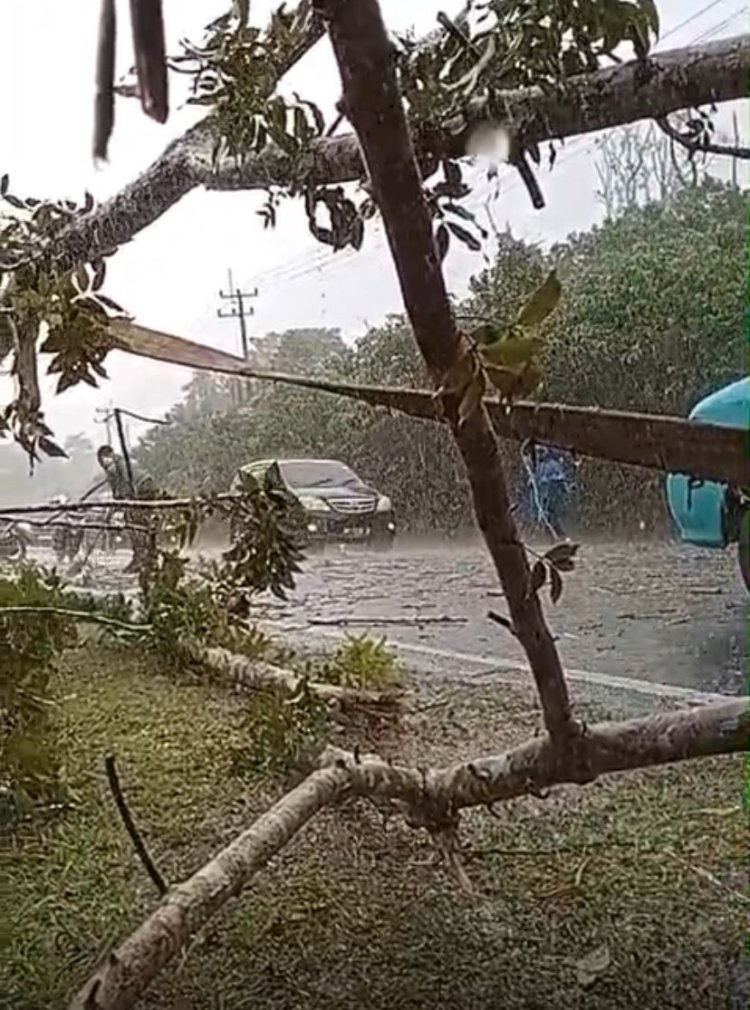 Bhabikamtibmas Sigap Evakuasi Pohon Tumbang Meski Hujan Deras di Sertai Petir
