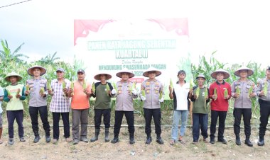 Panen Raya Jagung di Batam, Polresta Barelang Wujudkan Asta Cita Presiden Menuju Indonesia Emas