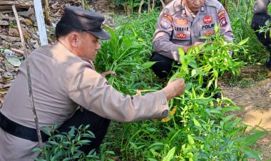 Polsek Sagulung Hadirkan Kebun Ketahanan Pangan, Perkuat Sinergi Polri dan Masyarakat